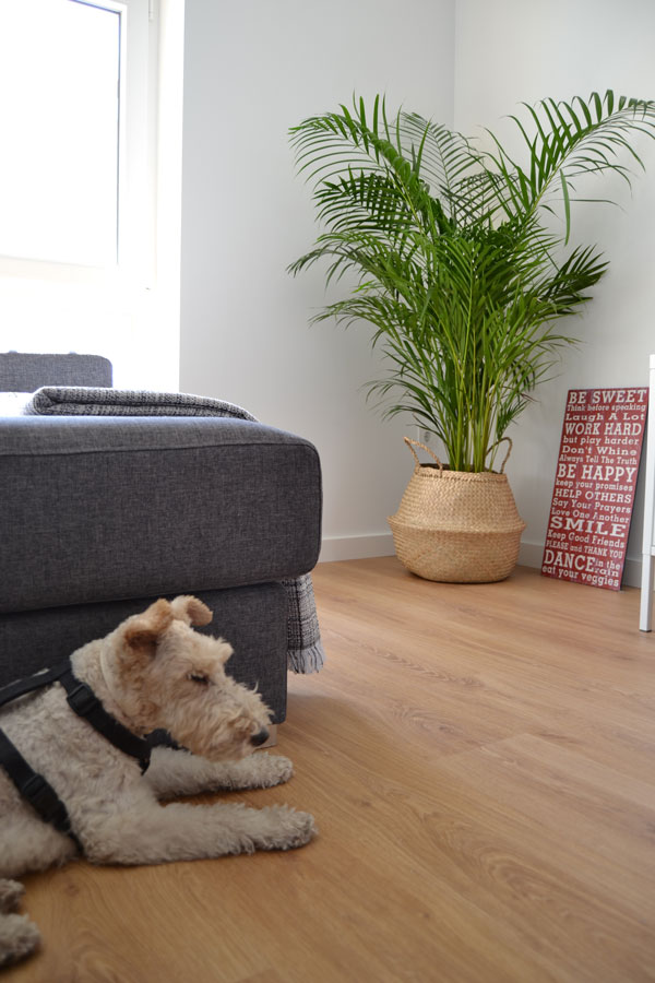 fox_terrier_blanca_casamya_blog_ana_pla_interiorismo_decoracion_4